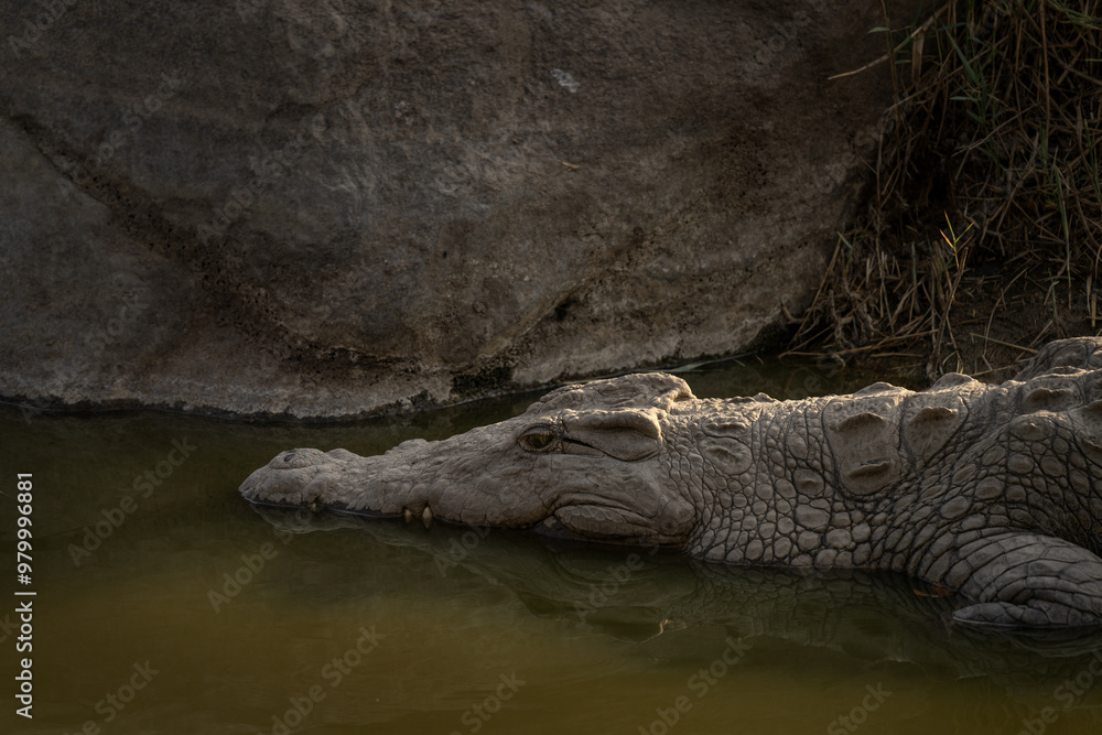 Obraz premium Nile crocodile is lying on the river bank. Detail of the huge crocodile. Safari in Kruger national park. 
