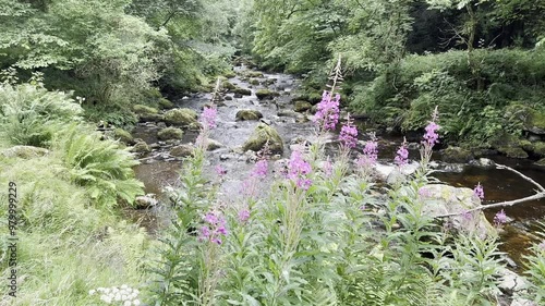 Water flowing over rocks in a fast flowing river lined with trees and ferns. With bright purple wildflowers in the foreground.