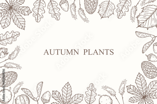 Autumn plants engraved vector background for text. Border card with Leaves and fruits of chestnut, alder and oak, hazelnuts, forest grass, pine cones. Hand drawn Autumnal floral motif for design
