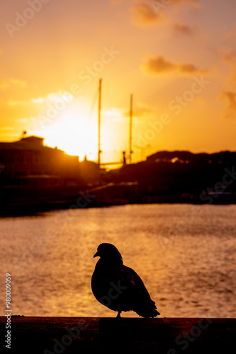  Silhouette of a Pigeon