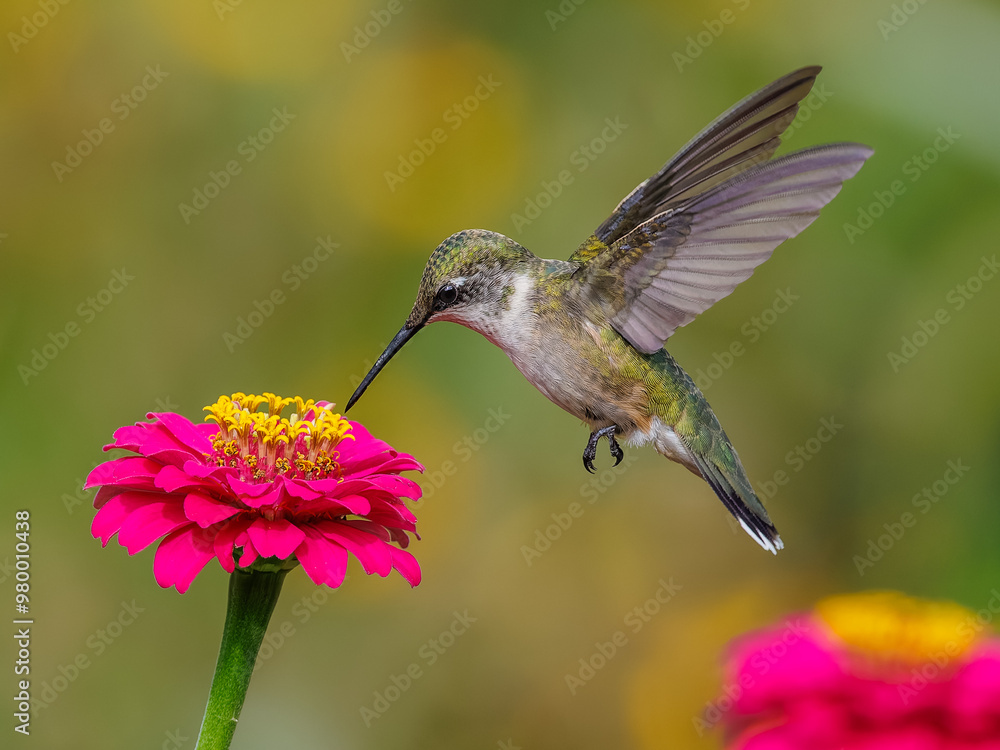 Fototapeta premium Female Ruby-throated Hummingbird