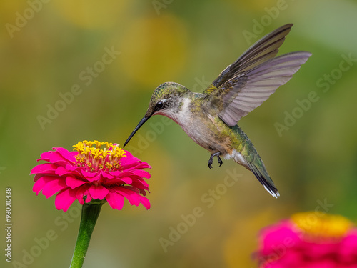 Female Ruby-throated Hummingbird