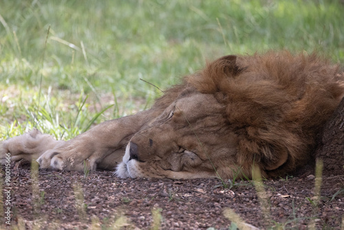 portrait d'un lion endormi, en gros plan. photo