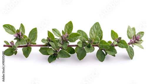 A close up of a plant branch with green leaves andpurple flowers.

 photo