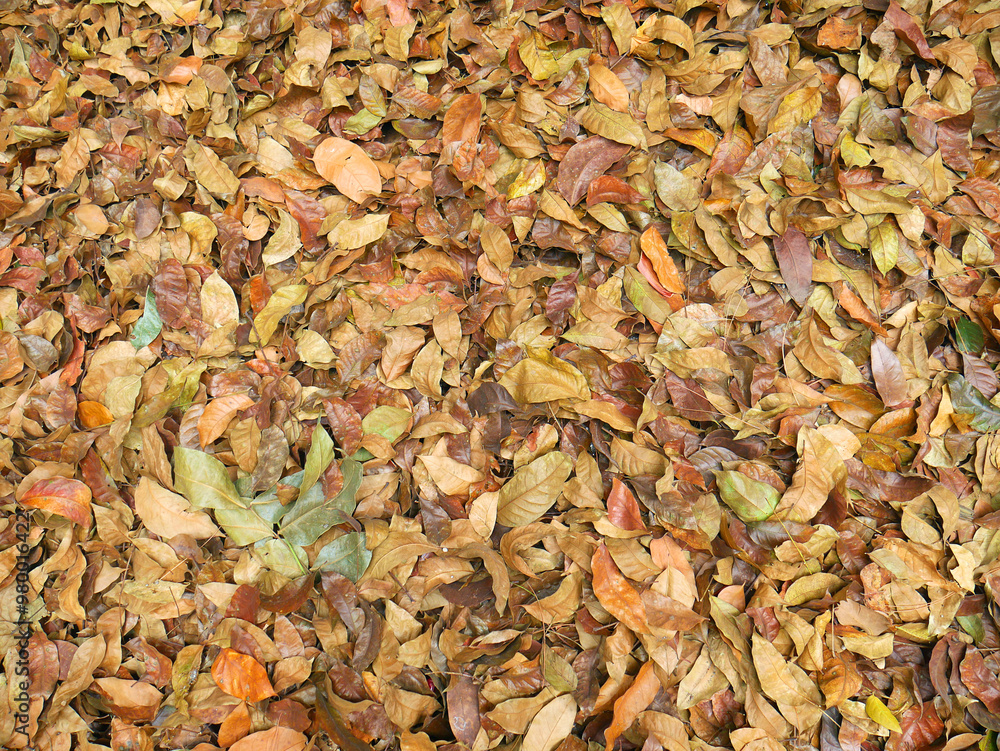 Colorful background image of fallen autumn leaves perfect for seasonal use. Colorful background image of fallen autumn leaves perfect for seasonal use.