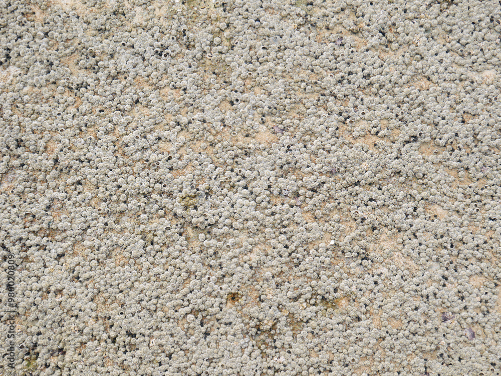 Top view of sand and rocks with moss and sea shells Top view of sand and rocks with moss and sea shells