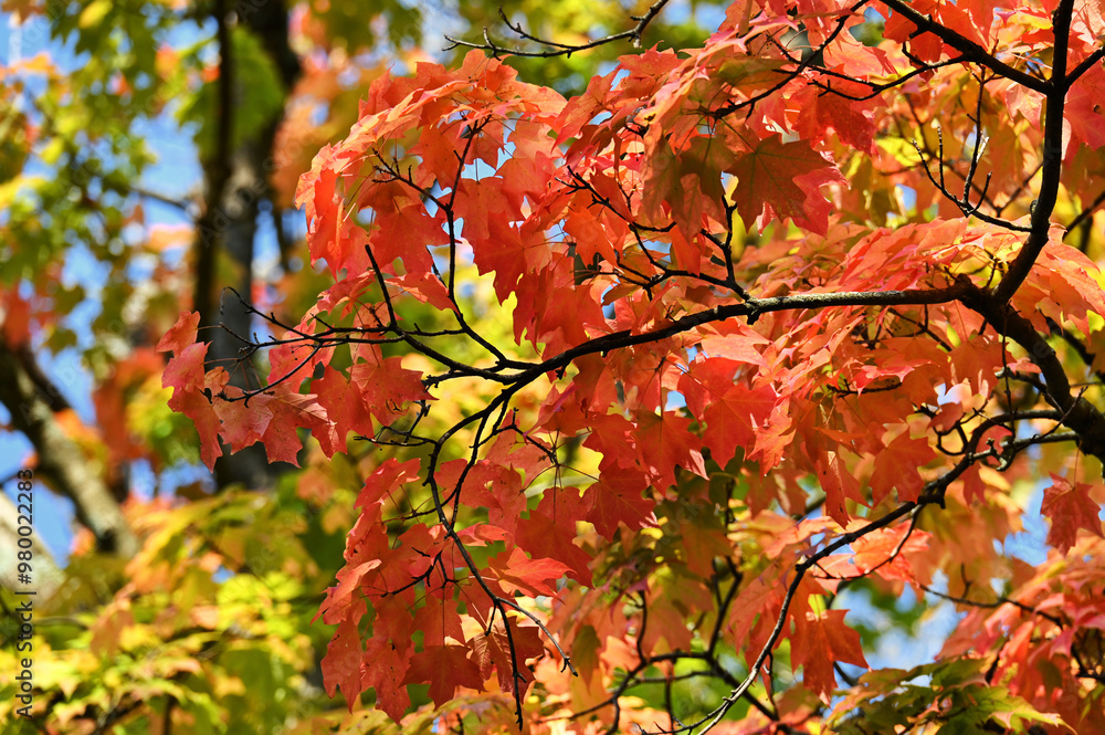 Autumn leaves in the forest, maple tree with orange and yellow fall foliage Autumn leaves in the forest, maple tree with orange and yellow fall foliage