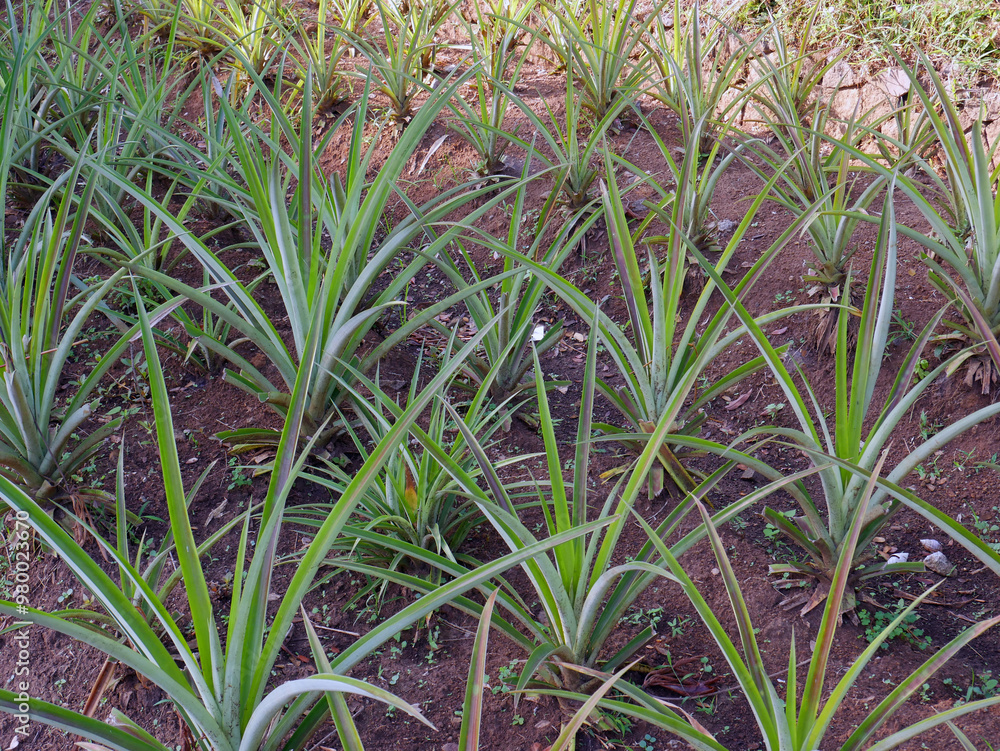 Obraz premium Pineapple garden field. Ecological growing