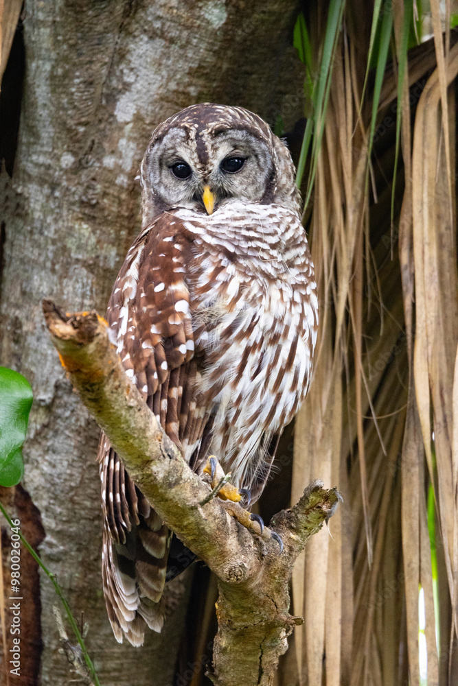 Fototapeta premium Barred owl on a branch in the woods watching it's territory.