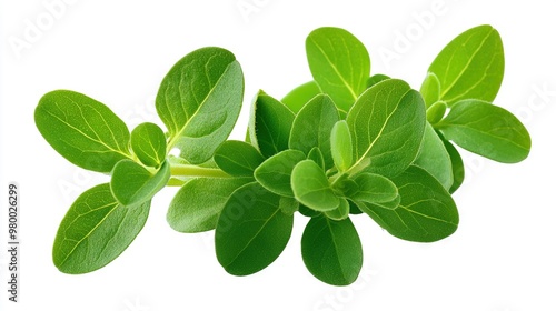   A white background with a green plant and leaves in sharp focus