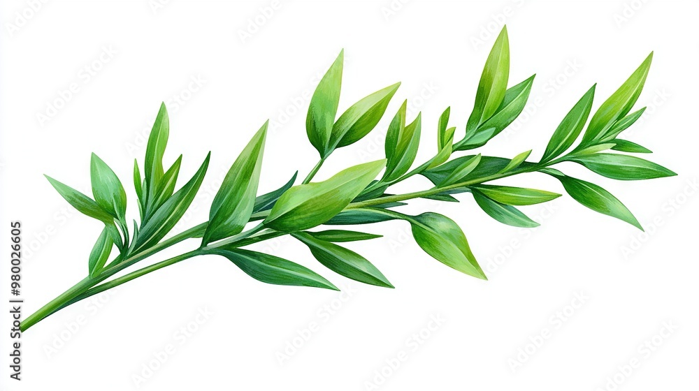 A plant with green leaves on a white background featuring a clipping area for text or images A plant with green leaves on a white background featuring a clipping area for text or images