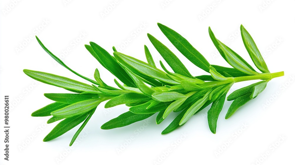 Fototapeta premium Fresh sage leaves on white background with clip path to top