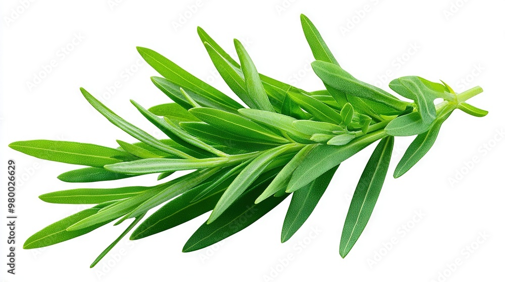 A high-quality close-up of multiple vibrant green leaves against a crisp white background, including a clipping mask for seamless integration into other designs A high-quality close-up of multiple vibrant green leaves against a crisp white background, including a clipping mask for seamless integration into other designs