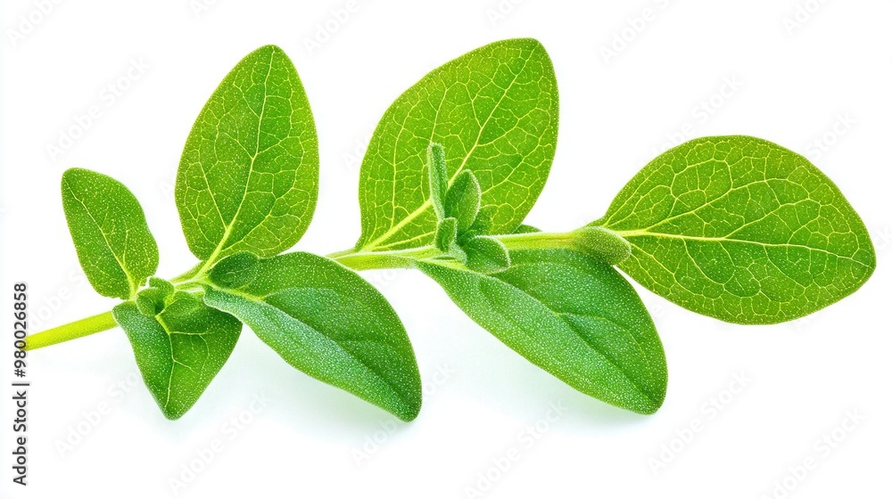 Two green leaves on a branch, with water droplets on top, against white background Two green leaves on a branch, with water droplets on top, against white background