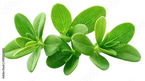   Close-up of green leaves on white background with clipping path at image top