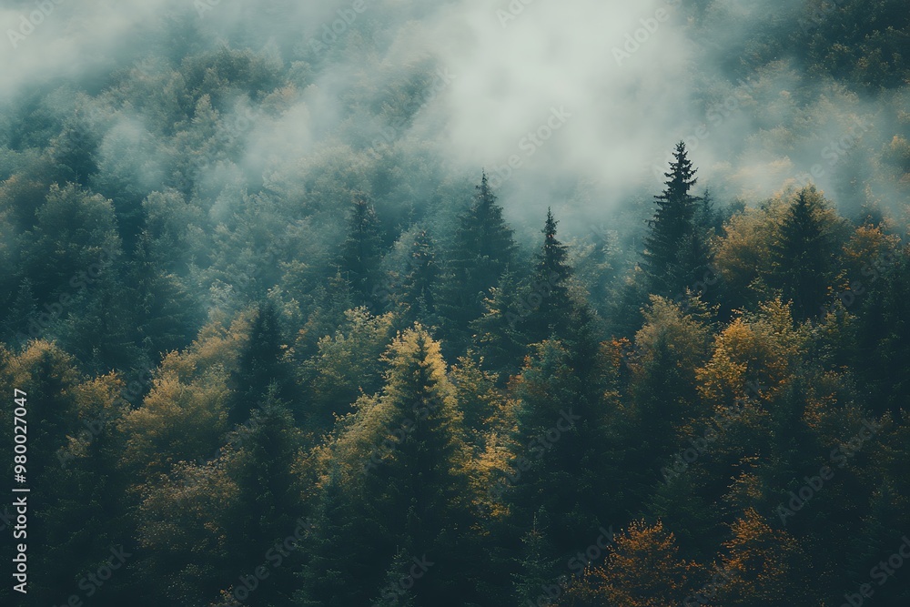 Aerial View of Foggy Forest with Pine Trees. Misty Landscape Photography Aerial View of Foggy Forest with Pine Trees. Misty Landscape Photography