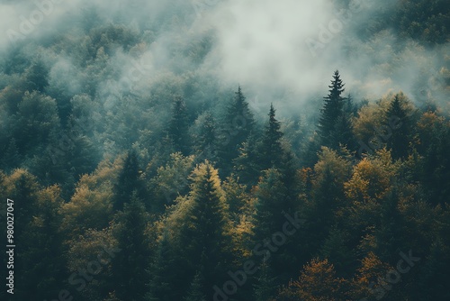 Aerial View of Foggy Forest with Pine Trees. Misty Landscape Photography