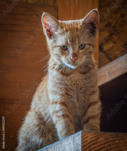 Barley Corn - Kitten on watch duty in the Farm Shop 