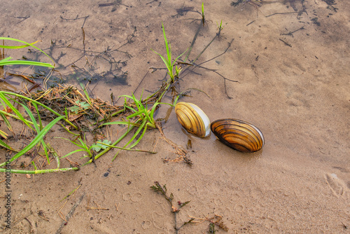 Partially open river mussel shells on sand. Pseudanodonta complanata photo