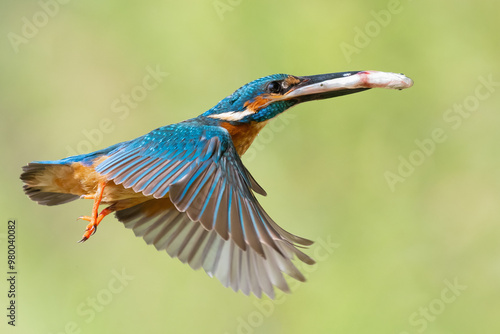 kingfisher in the flight with a fish