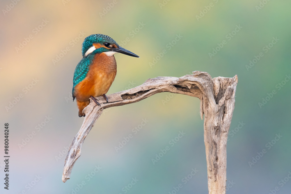Obraz premium kingfisher lurking on a branch in the morning light