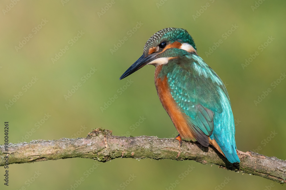 kingfisher lurking on a branch kingfisher lurking on a branch
