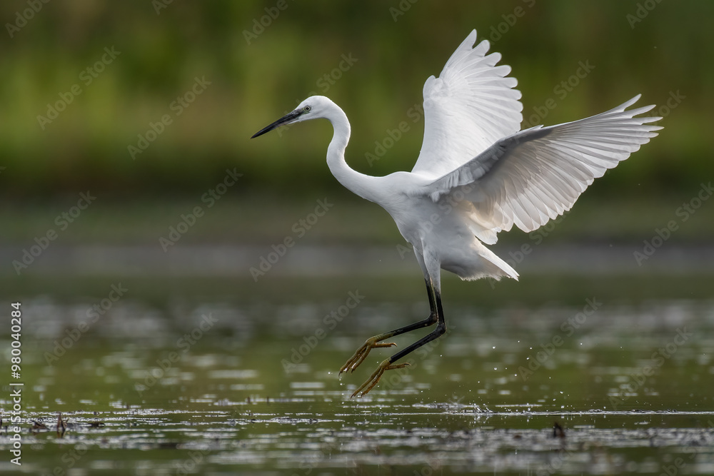 Little egret in the marsh Little egret in the marsh