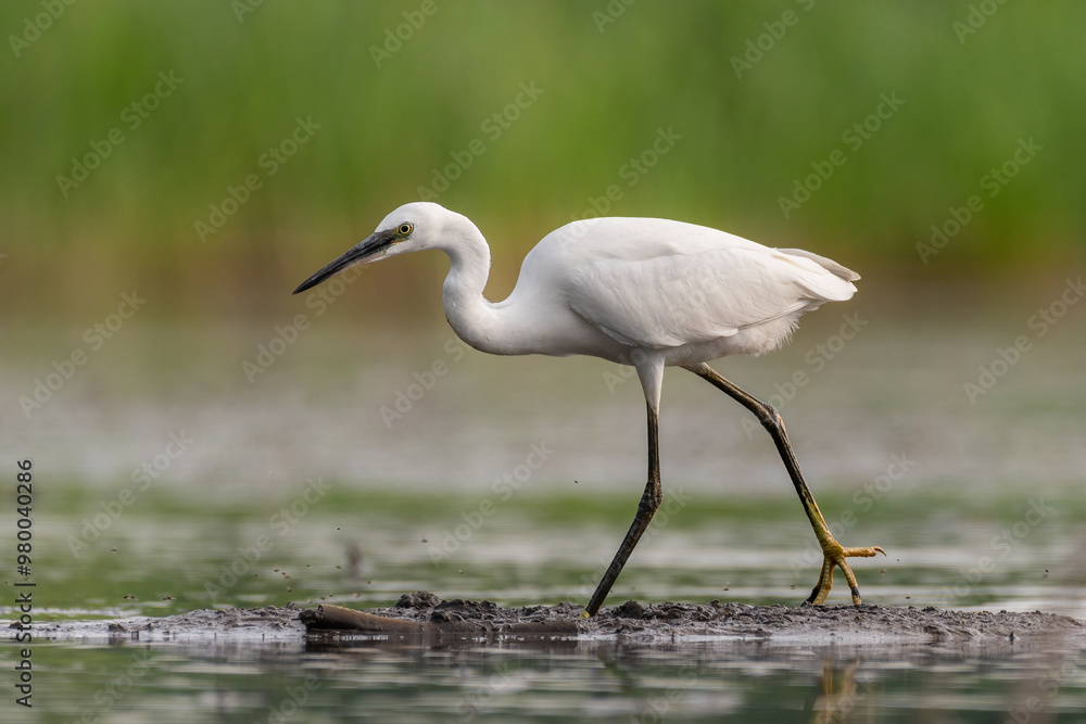 Little egret in the marsh Little egret in the marsh