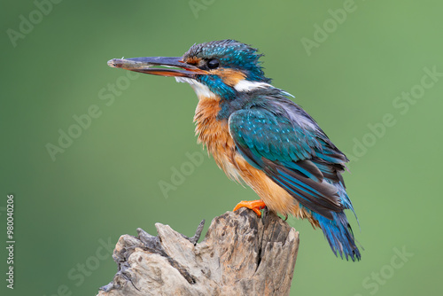 kingfisher lurking on a branch