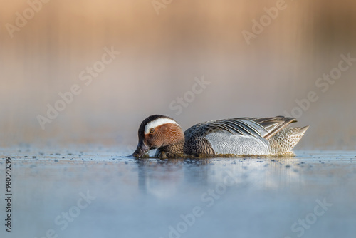 garagney swimming across the pond photo