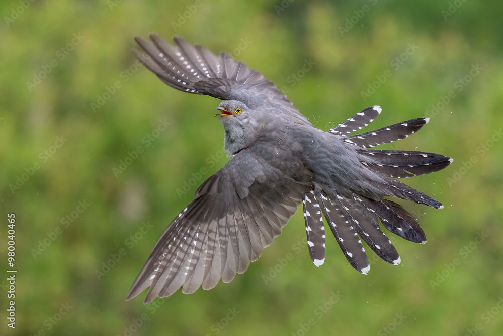 Obraz premium common cuckoo in flight with wings spread
