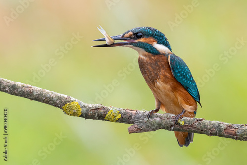 kingfisher on branch with a fish photo