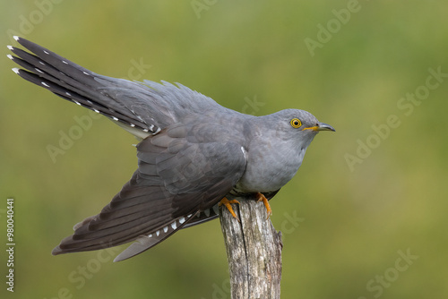 cuckoo on a spring day