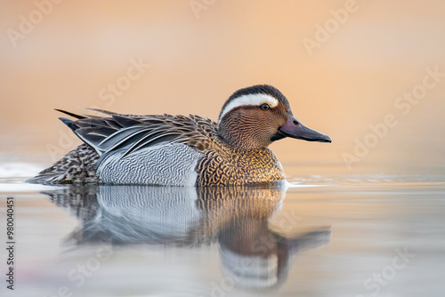 garganey swimming across a pond with reflection
