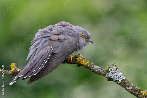 cuckoo fluffs up its feathers on a spring day 
