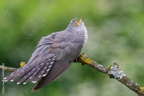 cuckoo on a spring day