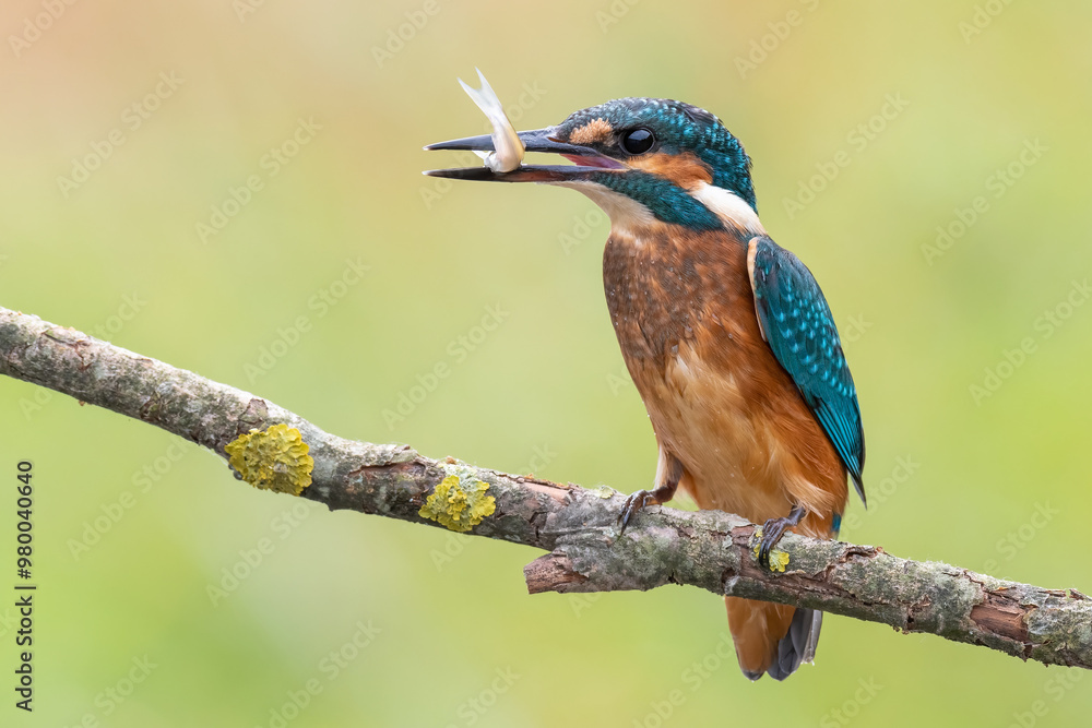 Fototapeta premium a kingfisher with a caught fish