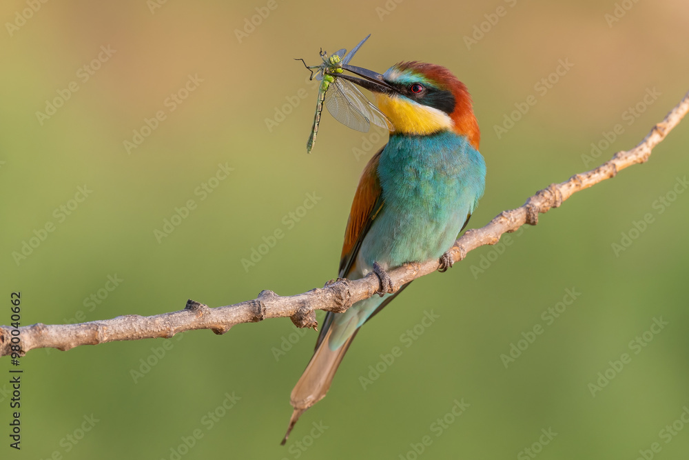 bee eater with a dragonly bee eater with a dragonly