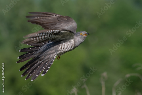 cuckoo on a spring day in flight