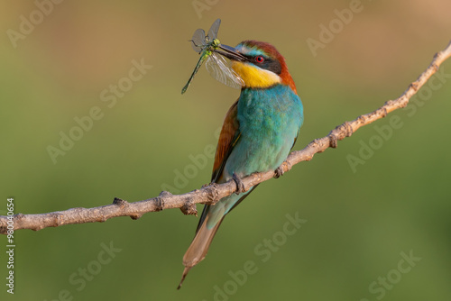 bee-eater with a caught dragonfly