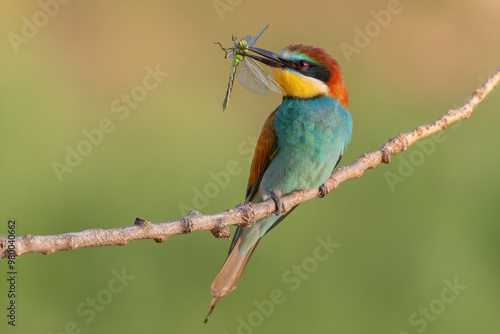 bee eater with a dragonly