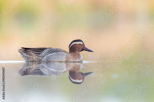 a garganey swimming across a pond  photo