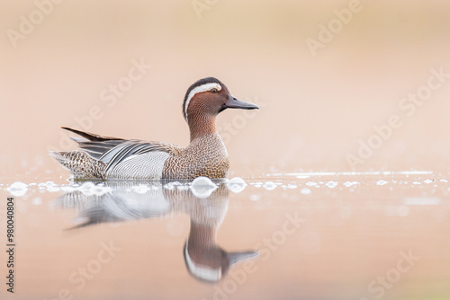 a garganey swimming across a pond