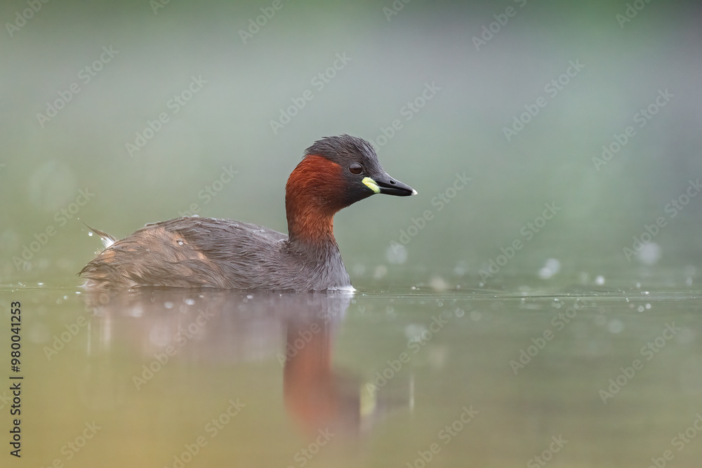 little grebe on the pond with calm water little grebe on the pond with calm water