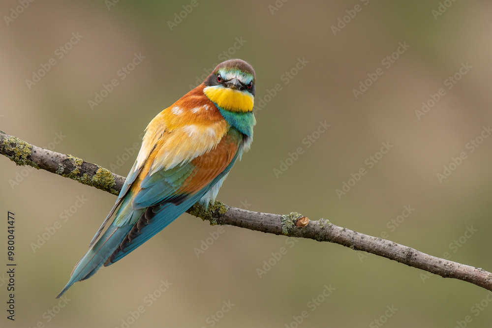 Obraz premium bee eater perched on branch looking at a photographer