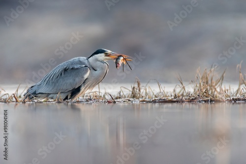 great blue heron ardea cinerea with fish