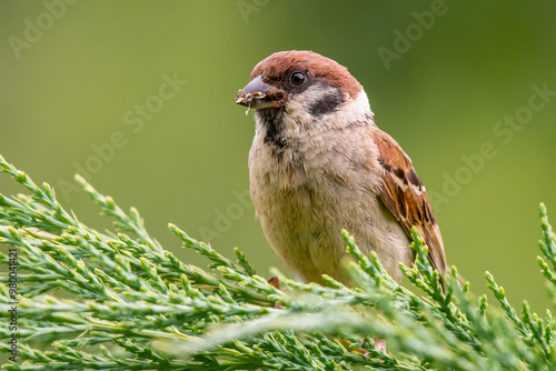 Plakat Eurasian tree sparrow on a branch