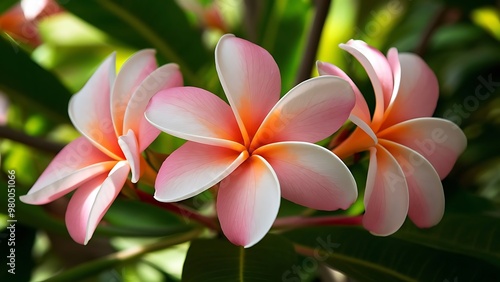 Wallpaper Mural Beauty in the nature from frangipani flower Torontodigital.ca