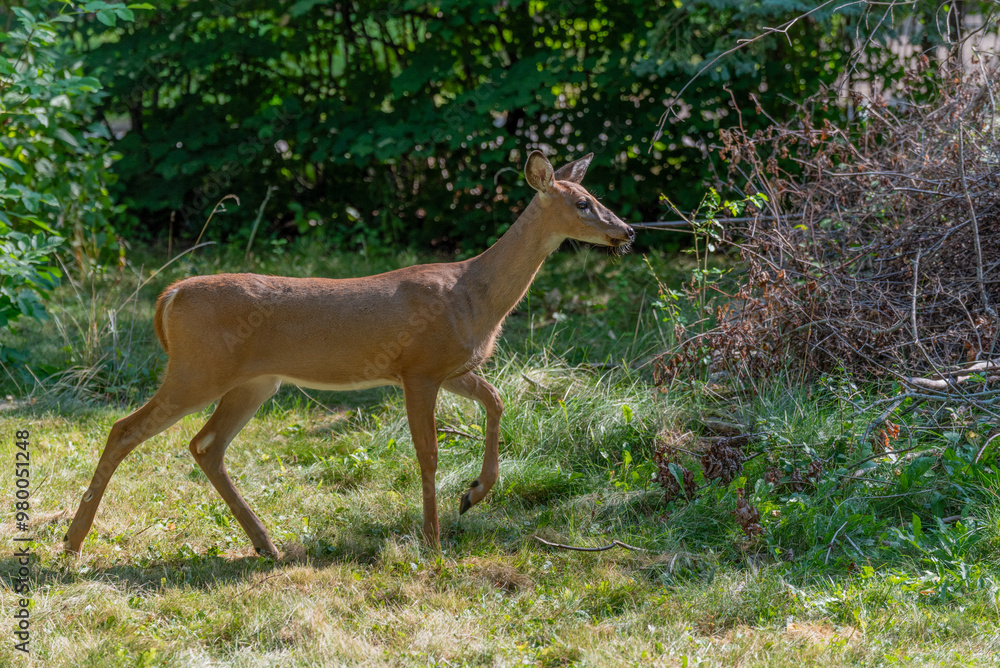 Young White-tailed Deer Fawn in An Urban Field In September In Wisconsin Young White-tailed Deer Fawn in An Urban Field In September In Wisconsin