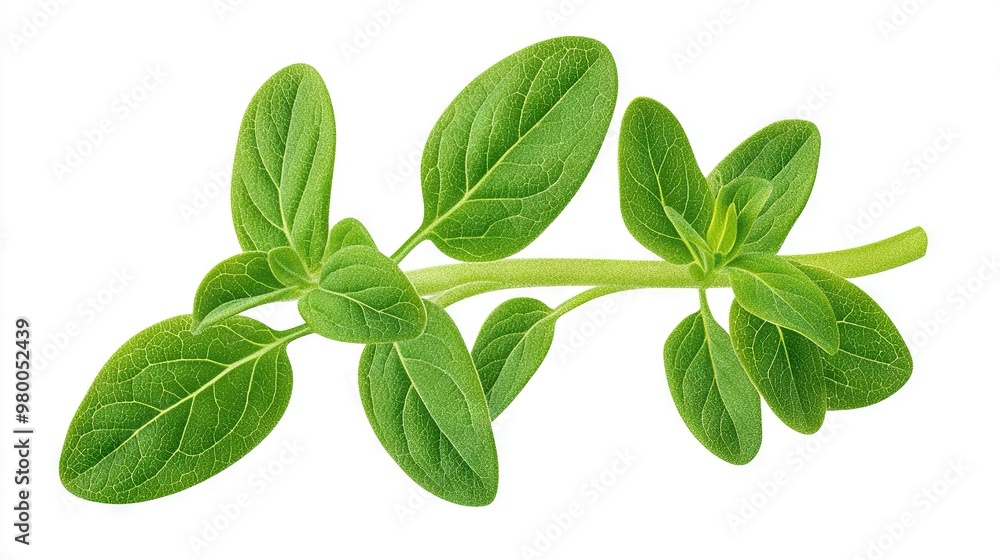 A high-quality image of a branch of a plant with vibrant green foliage against a pure white background, featuring a designated space for incorporating text A high-quality image of a branch of a plant with vibrant green foliage against a pure white background, featuring a designated space for incorporating text
